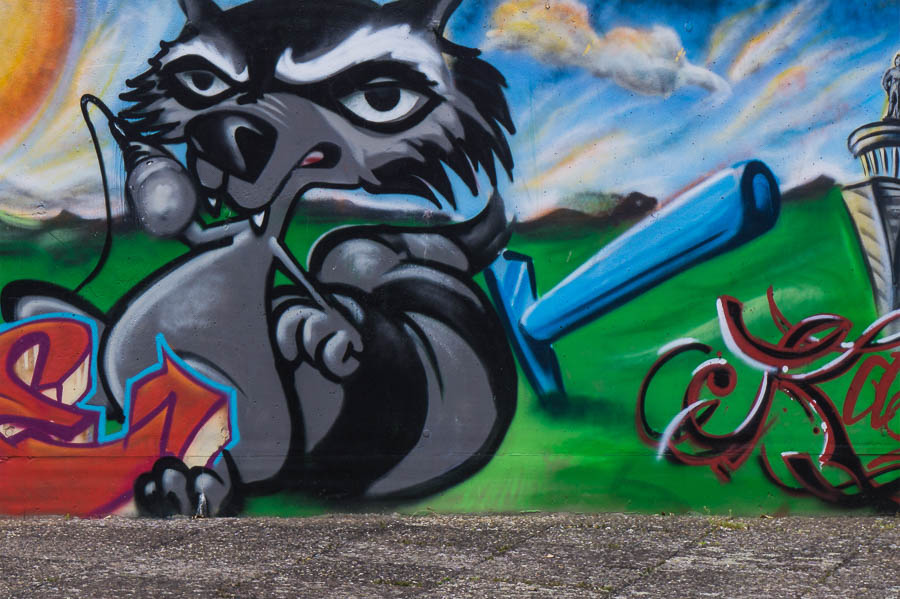 Waschbär Grafitto