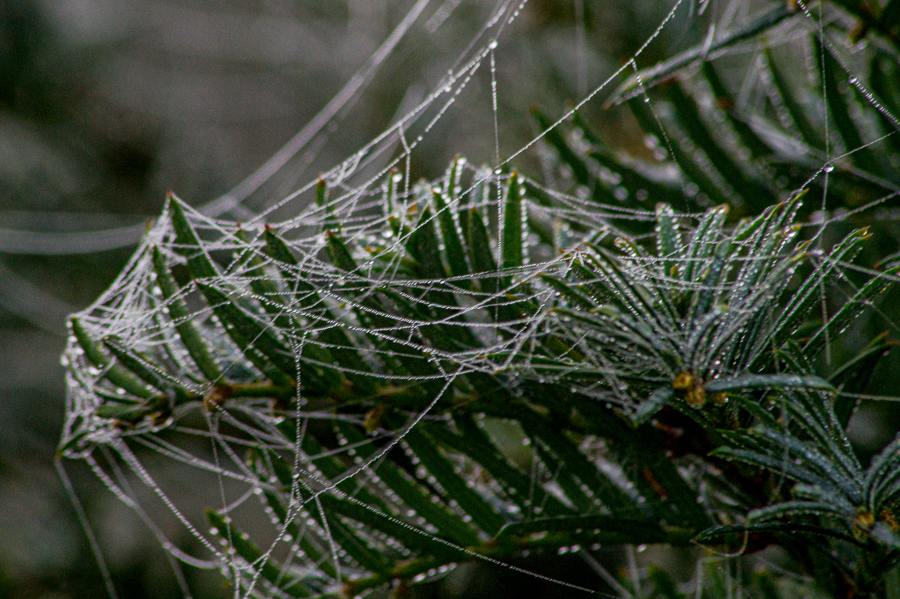 Tannenzweig mit Spinnenweben